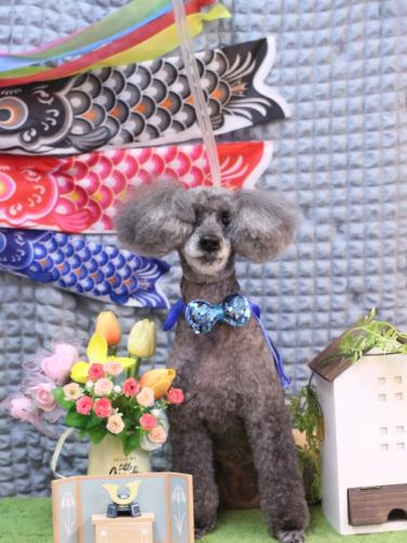 20230528さくらちゃん